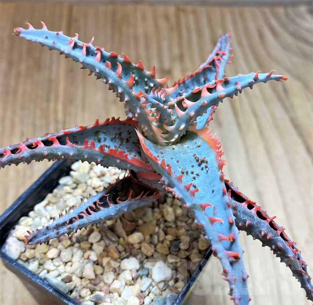 SH4496 Aloe TCT hybrid