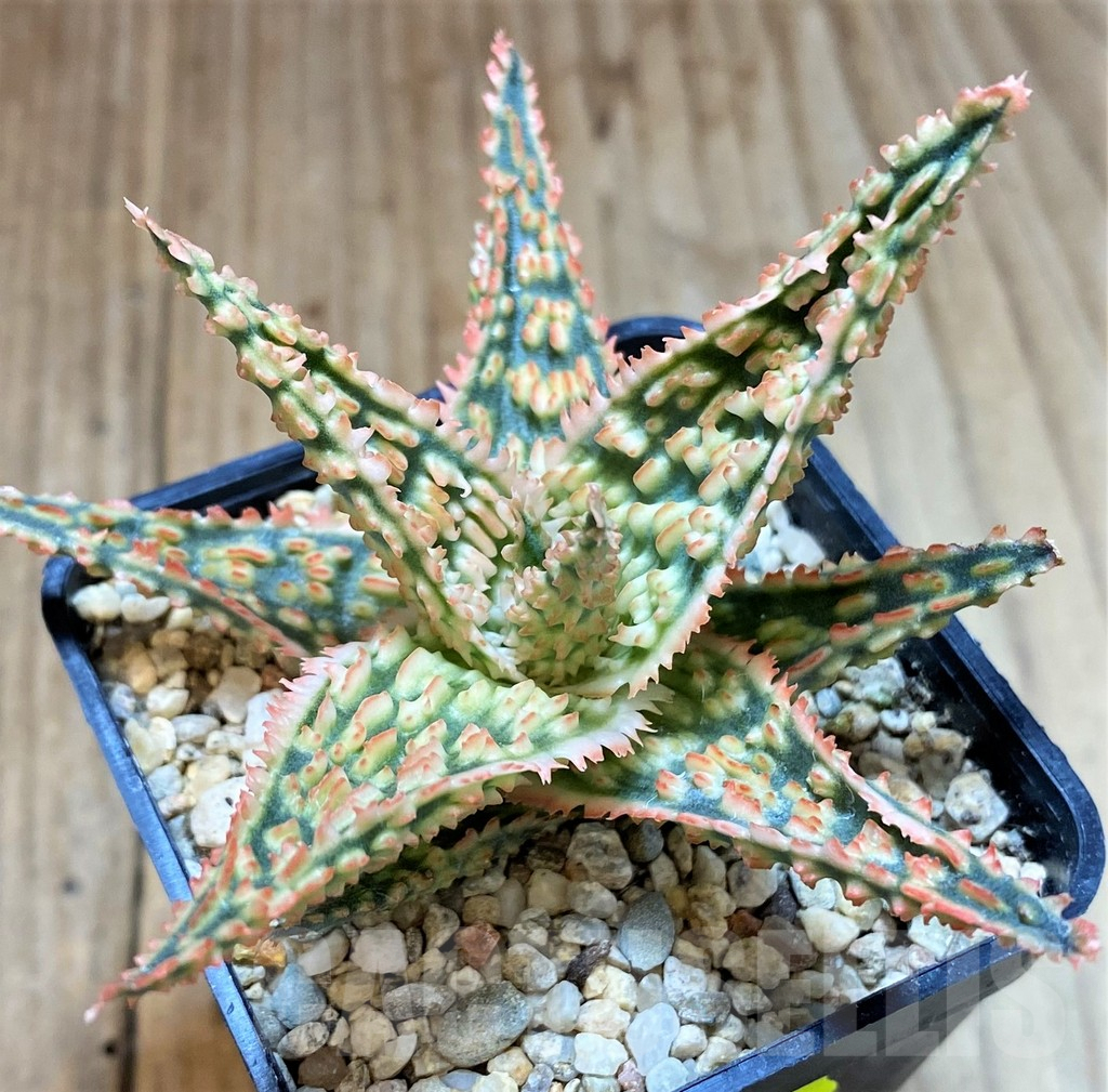 SH4497 Aloe TCT hybrid - Image 2