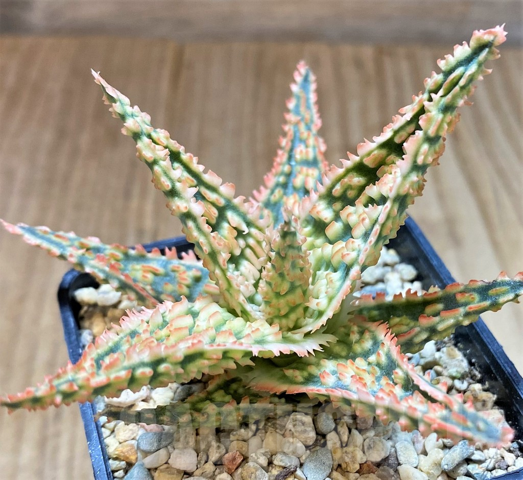 SH4497 Aloe TCT hybrid