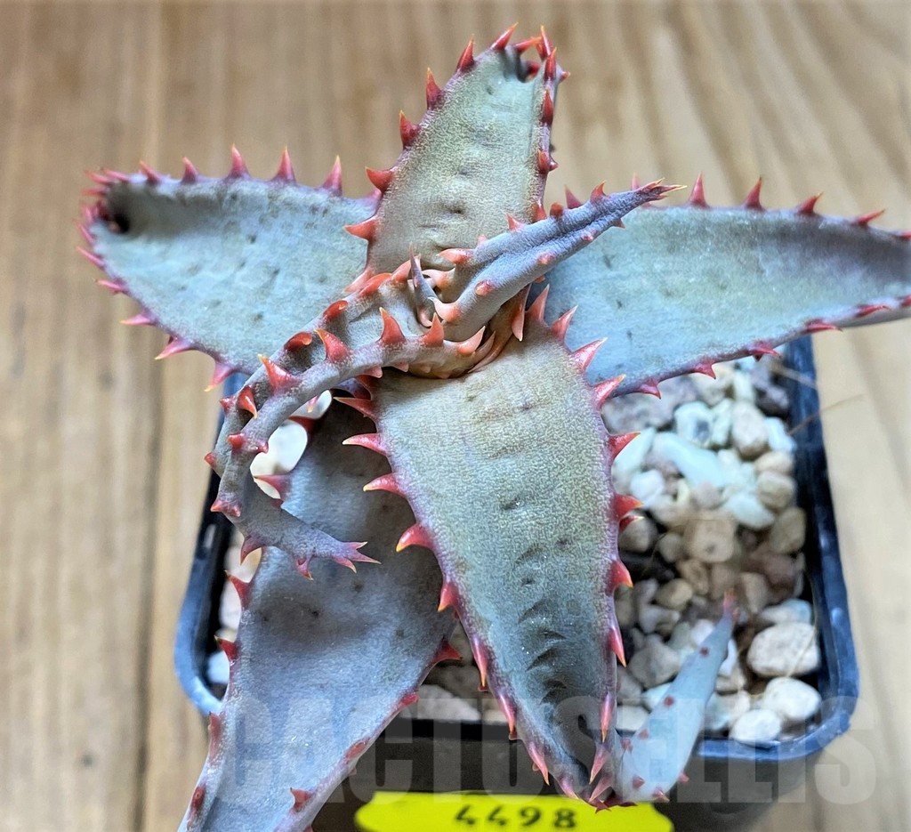 SH4498 Aloe TCT hybrid
