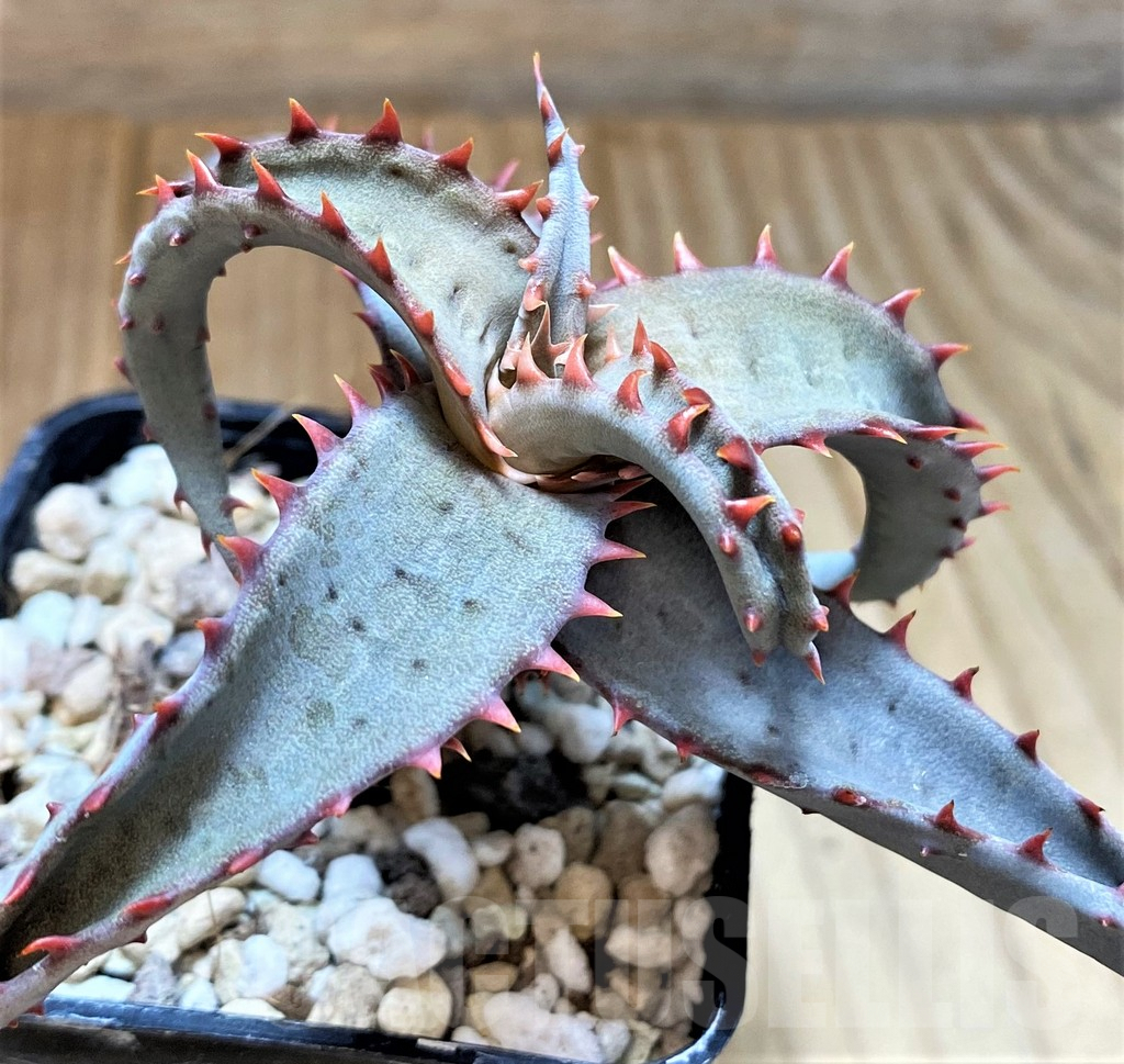 SH4498 Aloe TCT hybrid - Image 2