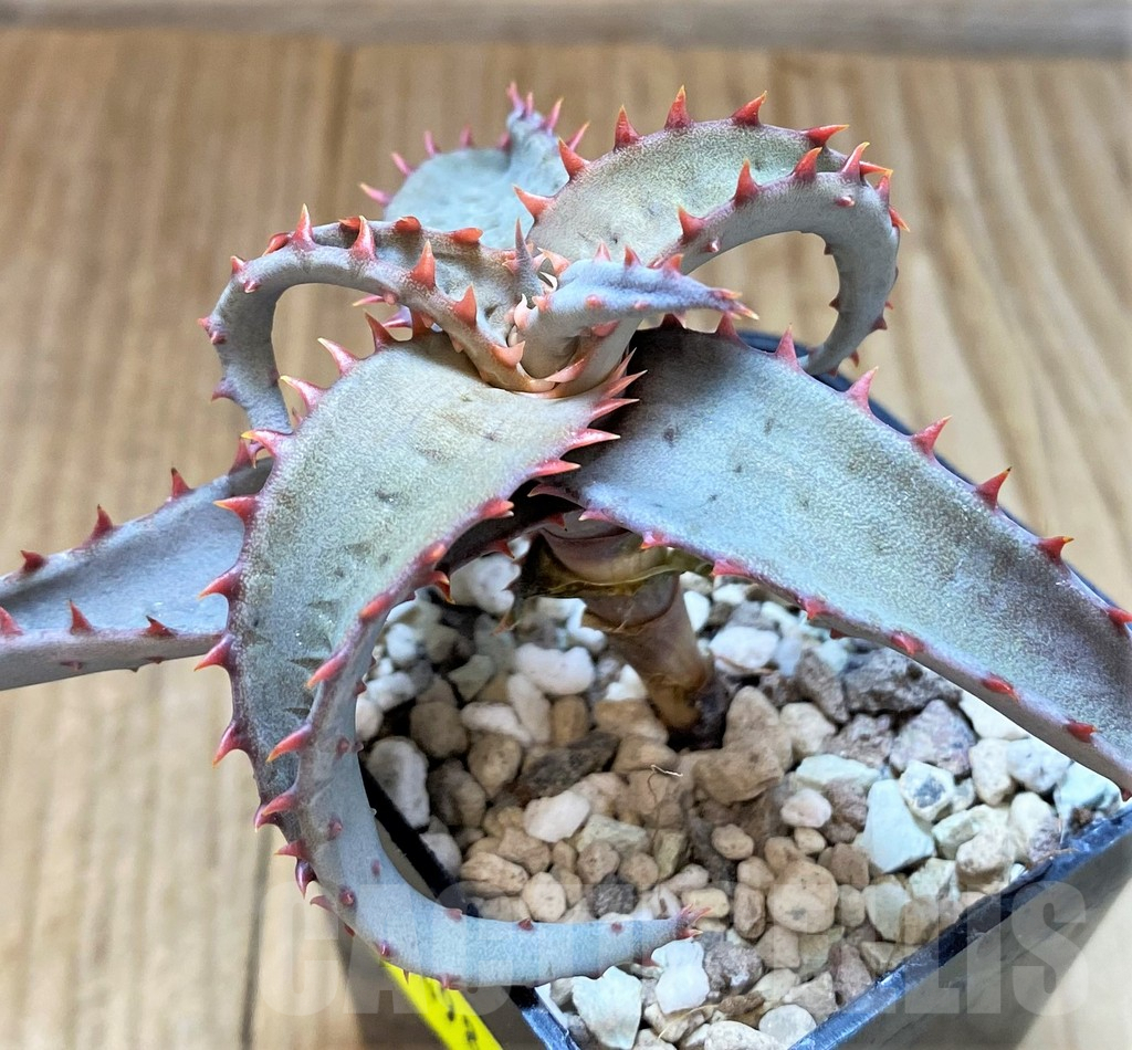 SH4498 Aloe TCT hybrid - Image 3