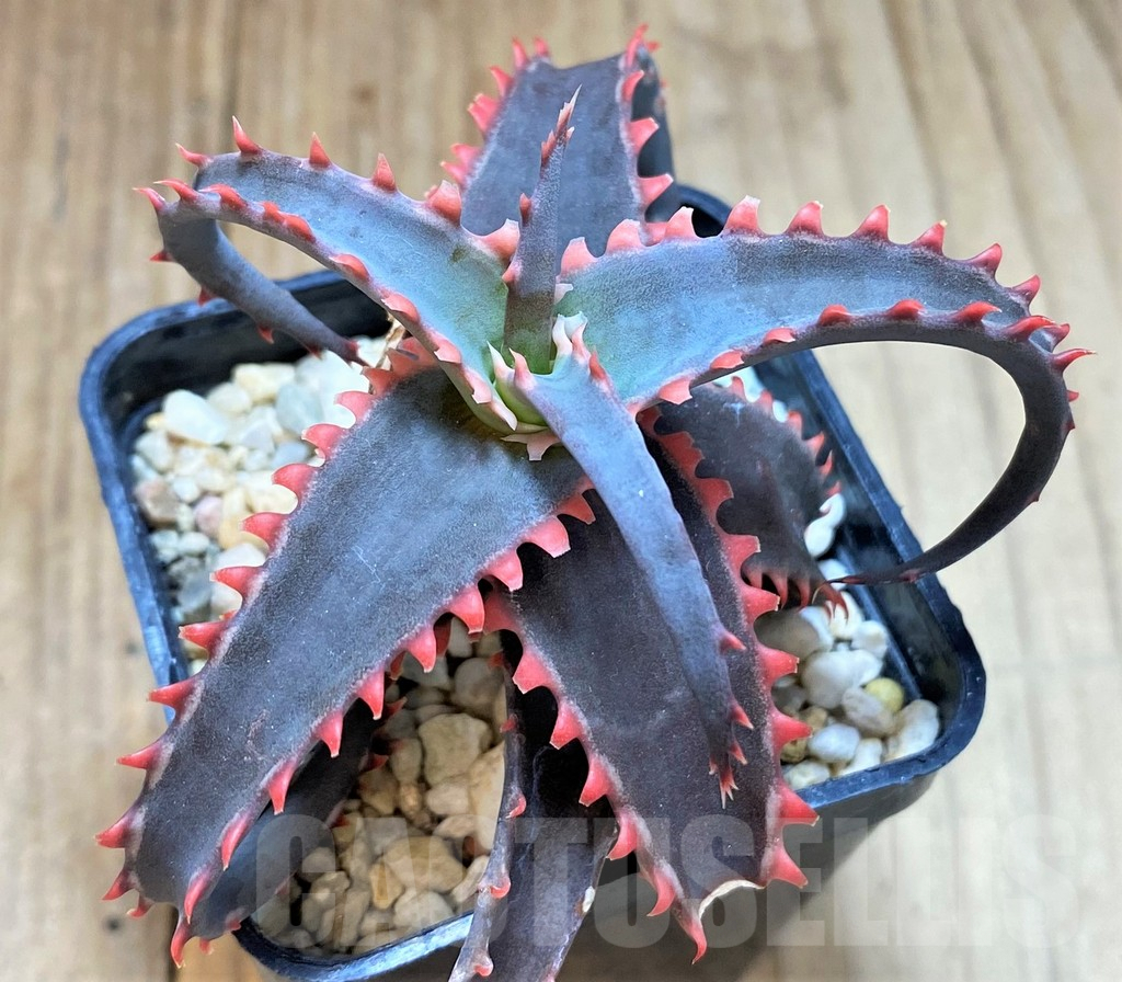 SH4506 Aloe TCT hybrid - Image 4