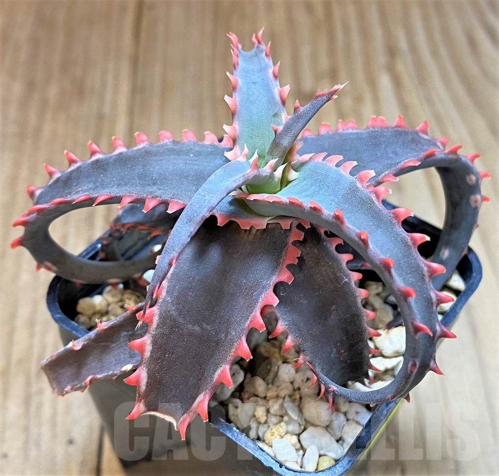 SH4506 Aloe TCT hybrid - Image 3