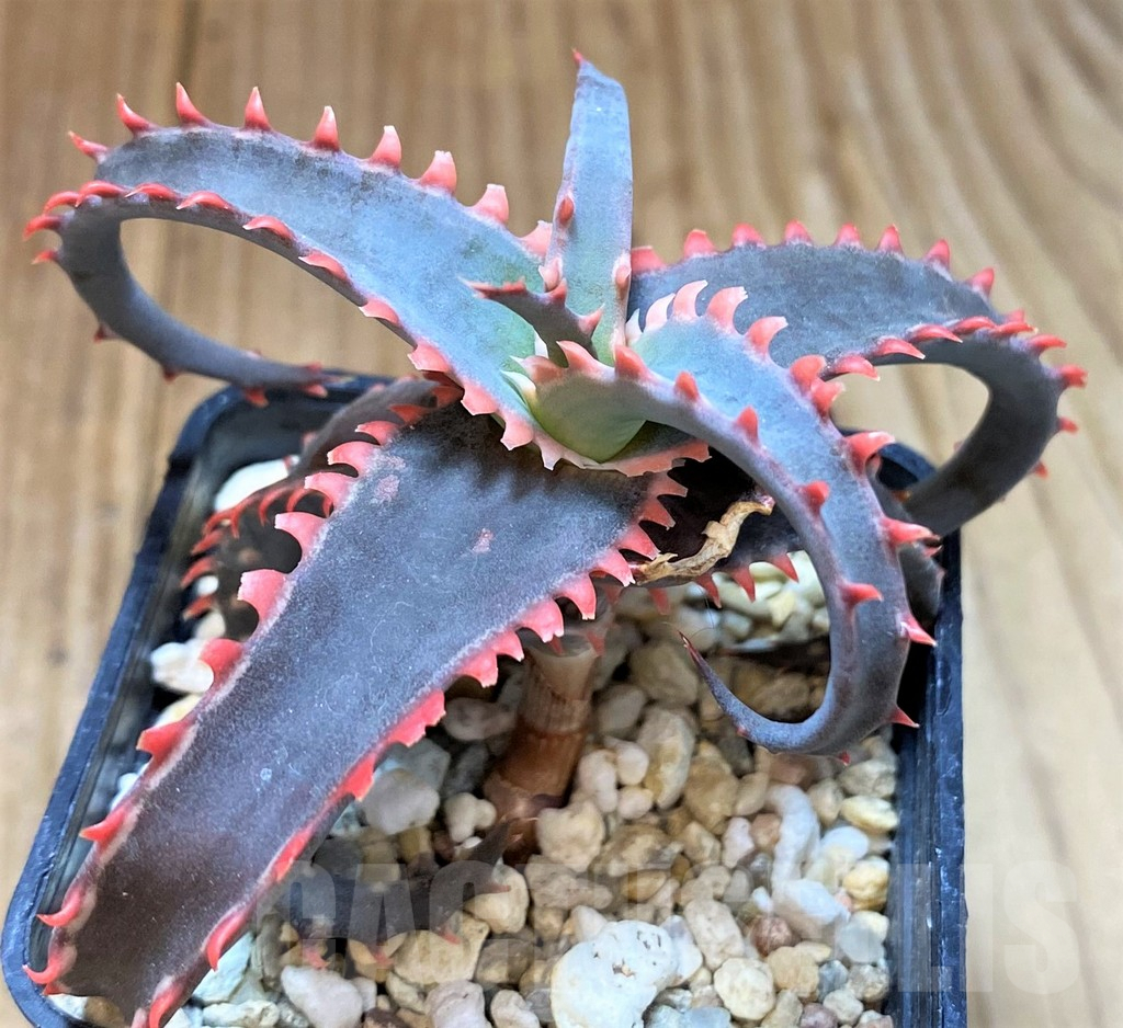 SH4506 Aloe TCT hybrid - Image 2