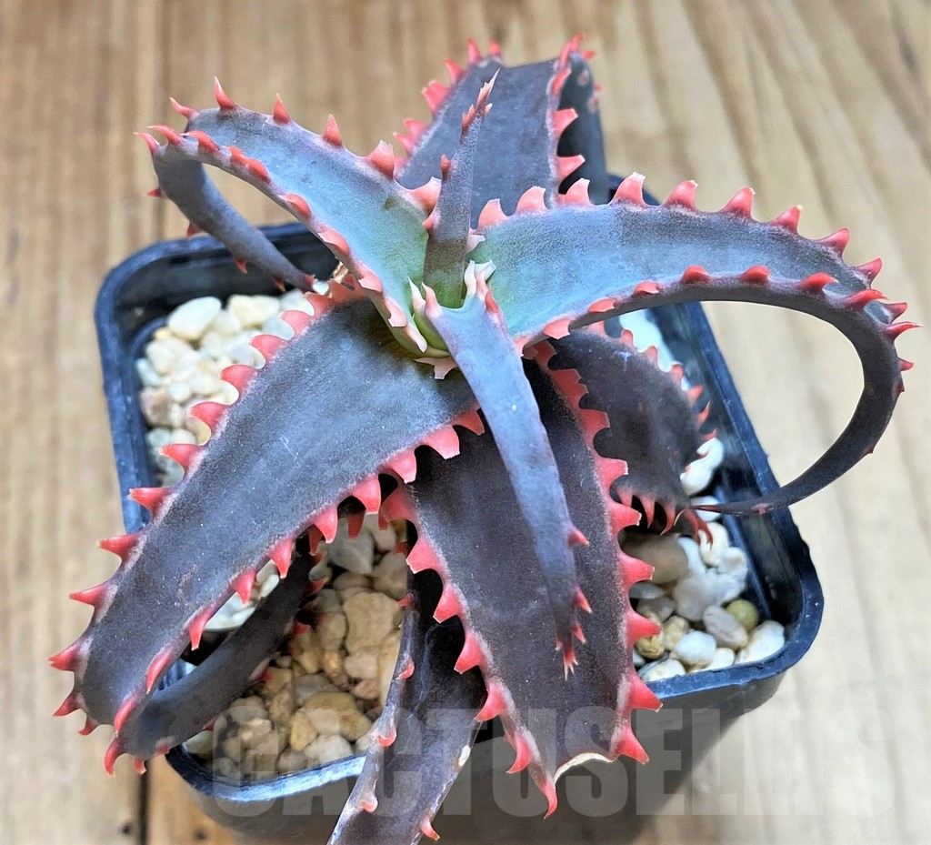 SH4506 Aloe TCT hybrid