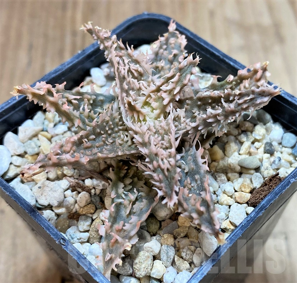 SH4484 Aloe TCT hybrid
