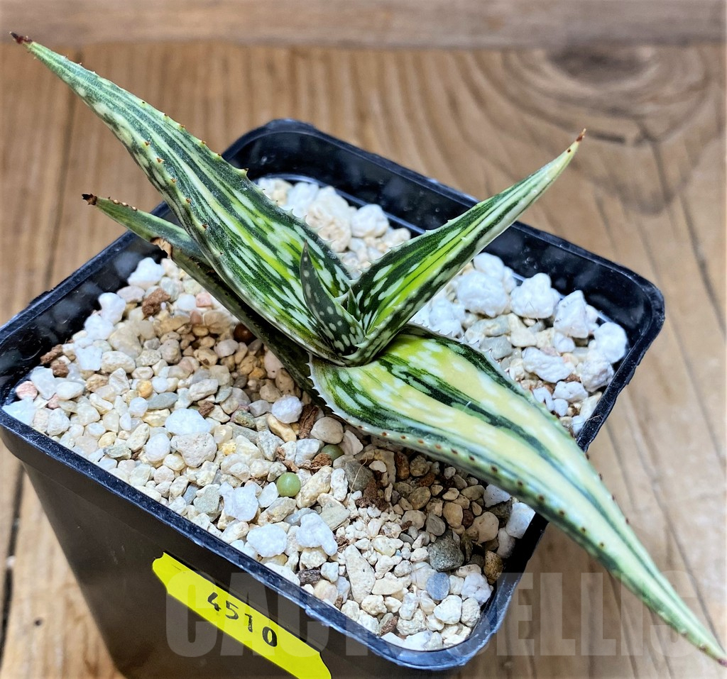 SH4510 Aloe somaliensis f. variegata