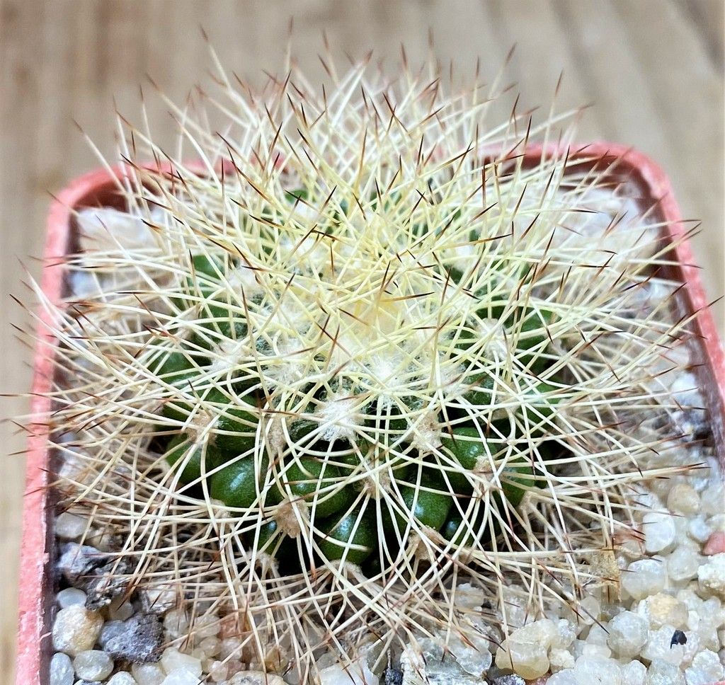 SH6017 Discocactus horstiorum MH738 -Bahia, Minas de Mimosa-, own roots, seedling - Image 2