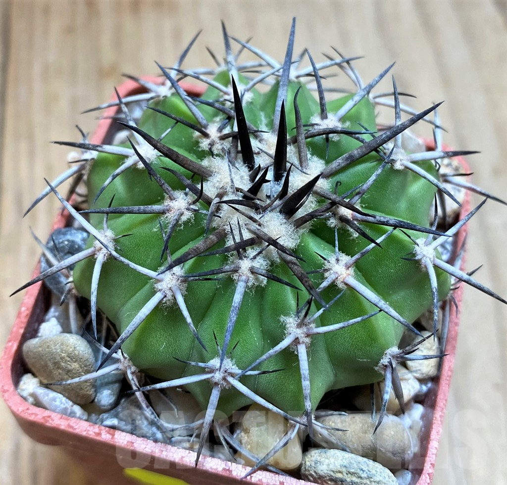 SH6019 Discocactus alteolens MH596 -Buena Vista’, own roots, seedling - Image 2