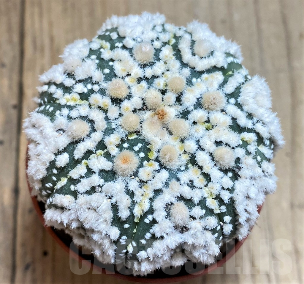 SH6040 Astrophytum asterias 'Hanazono'