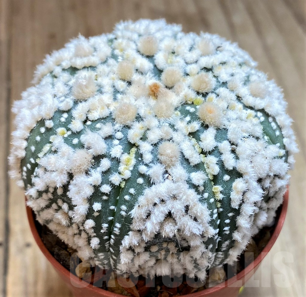 SH6040 Astrophytum asterias 'Hanazono' - Image 2