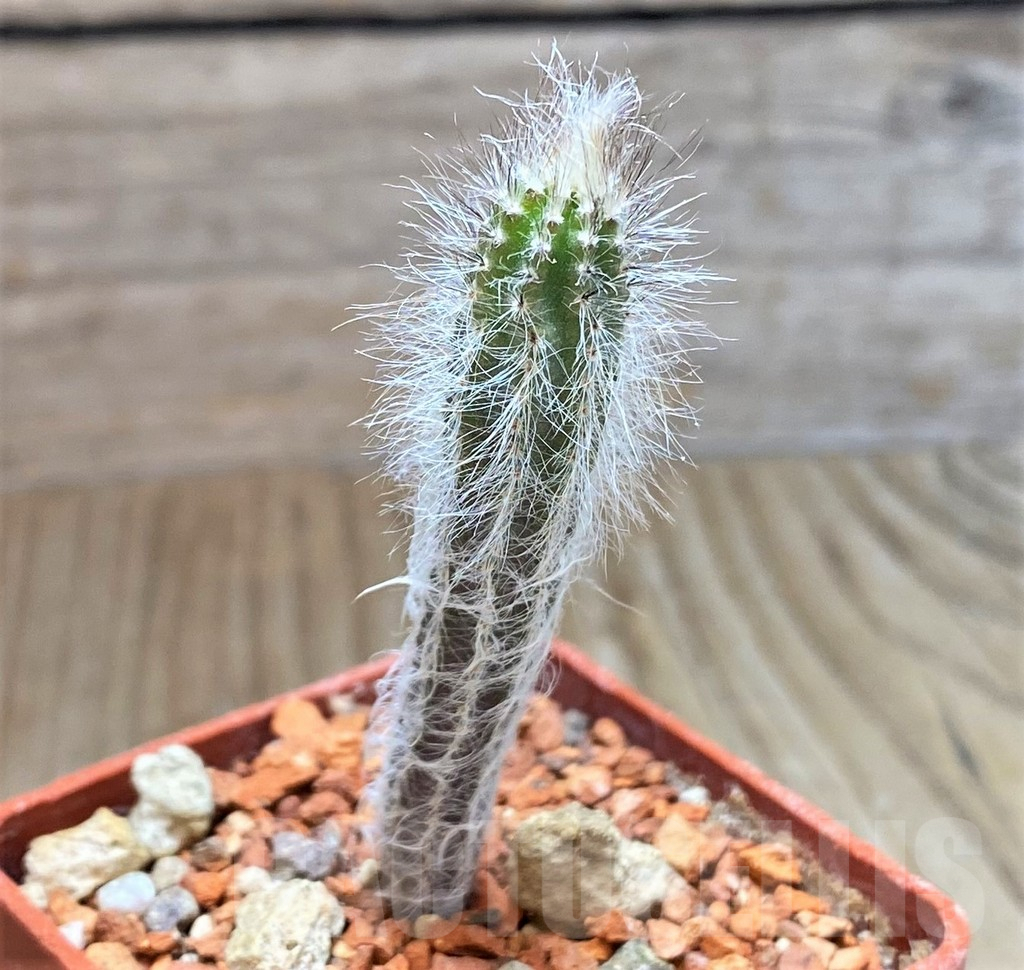 SH5975 Echinocereus schmollii - Image 2
