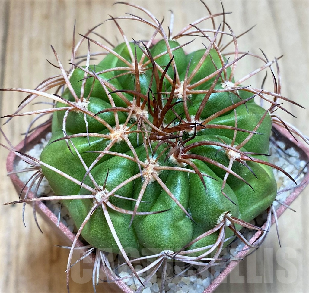SH6000 Discocactus pugionacanthus MH615, own roots, seedling - Image 2