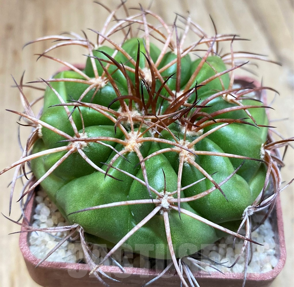 SH6000 Discocactus pugionacanthus MH615, own roots, seedling