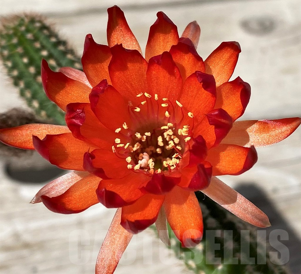 SH6104 Chamaecereus 'Lincoln Firecracker'