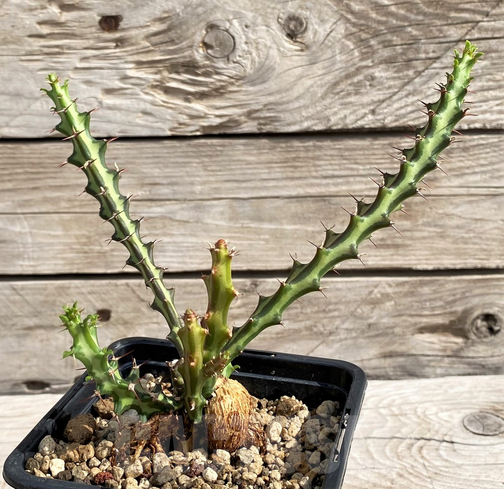 SH6132 Euphorbia knuthii