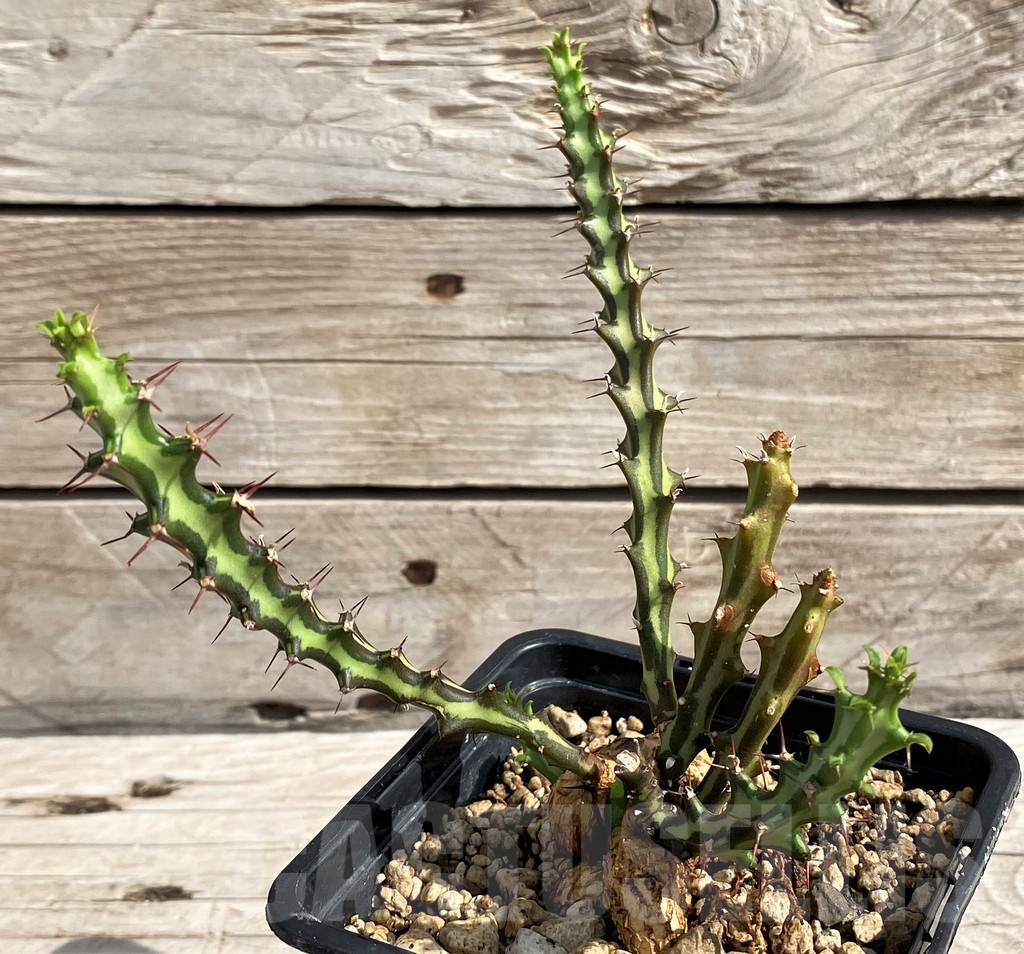 SH6132 Euphorbia knuthii - Image 2