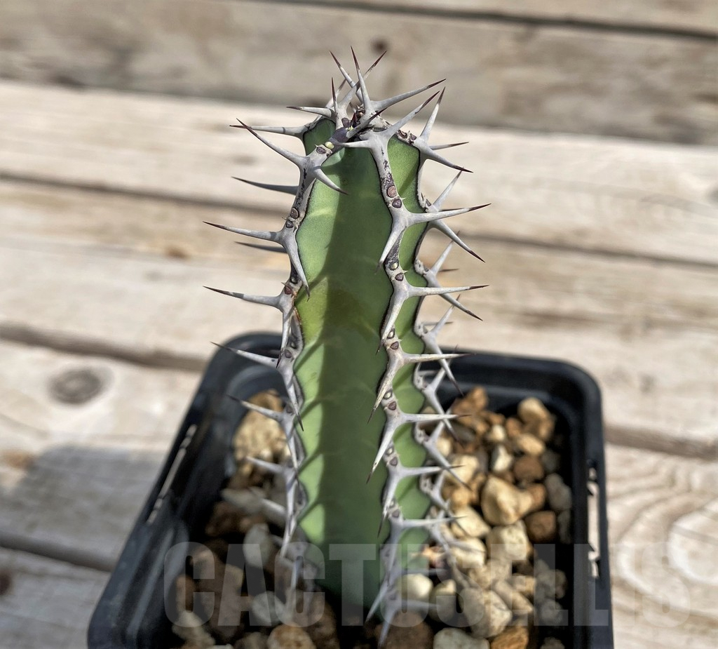 SH6141 Euphorbia tescorum PV2496, Clon1