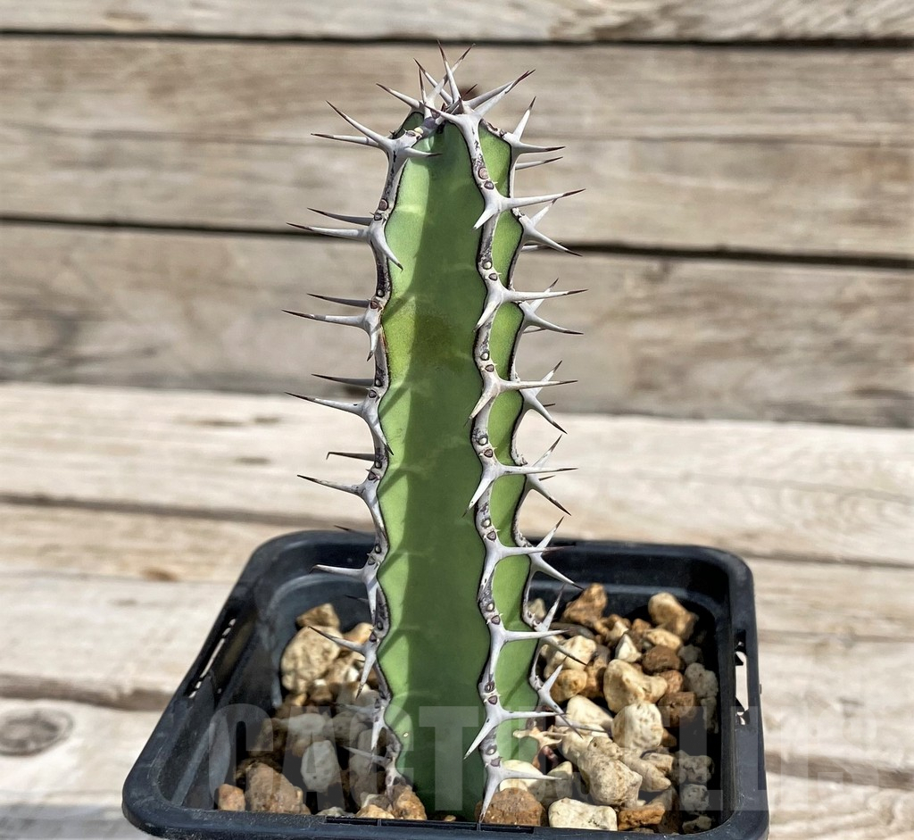 SH6141 Euphorbia tescorum PV2496, Clon1 - Image 2