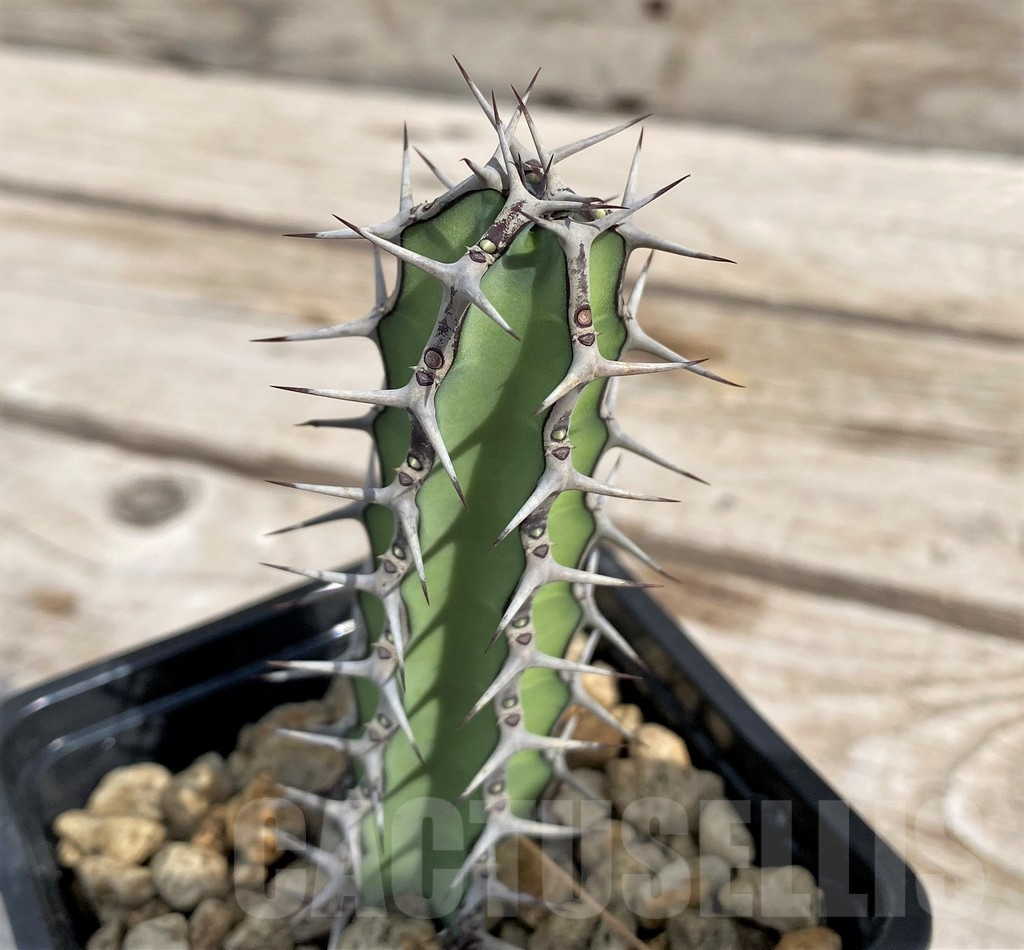 SH6142 Euphorbia tescorum PV2496, Clon1