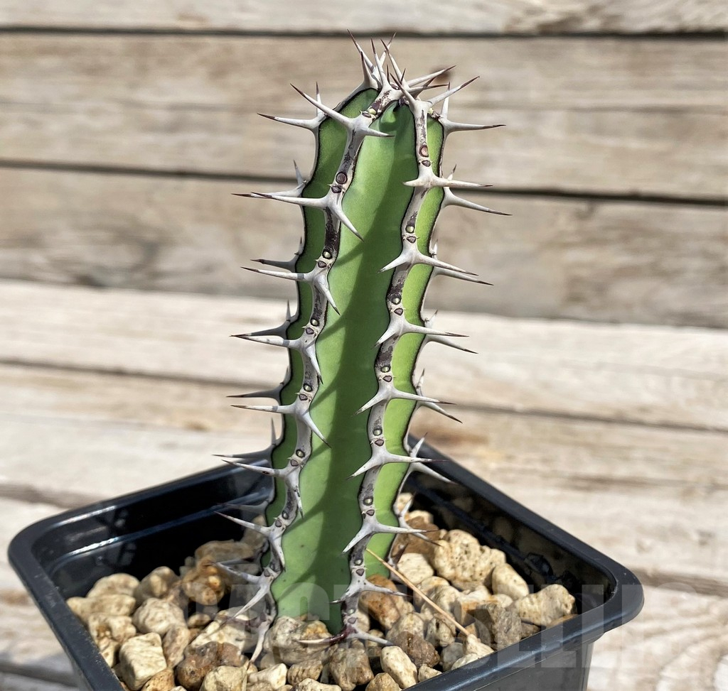 SH6142 Euphorbia tescorum PV2496, Clon1 - Image 2