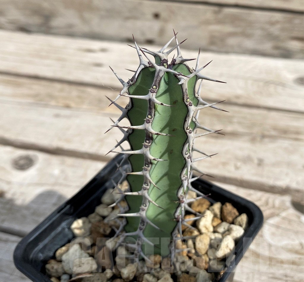 SH6143 Euphorbia tescorum PV2496, Clon1