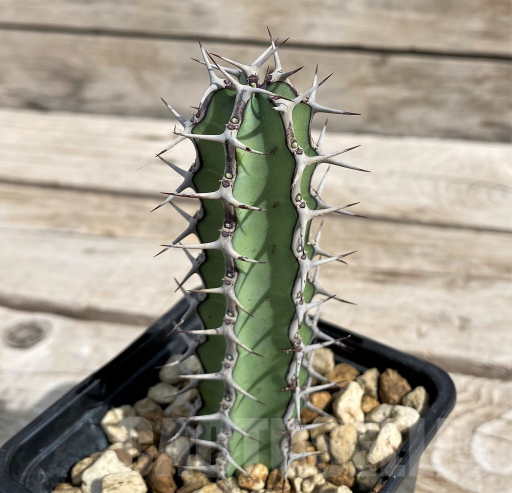 SH6143 Euphorbia tescorum PV2496, Clon1 - Image 2