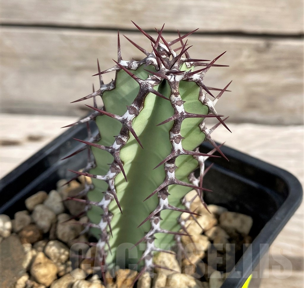 SH6146 Euphorbia tescorum PV2496, Clon4