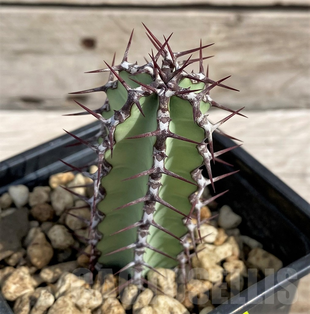 SH6146 Euphorbia tescorum PV2496, Clon4 - Image 2