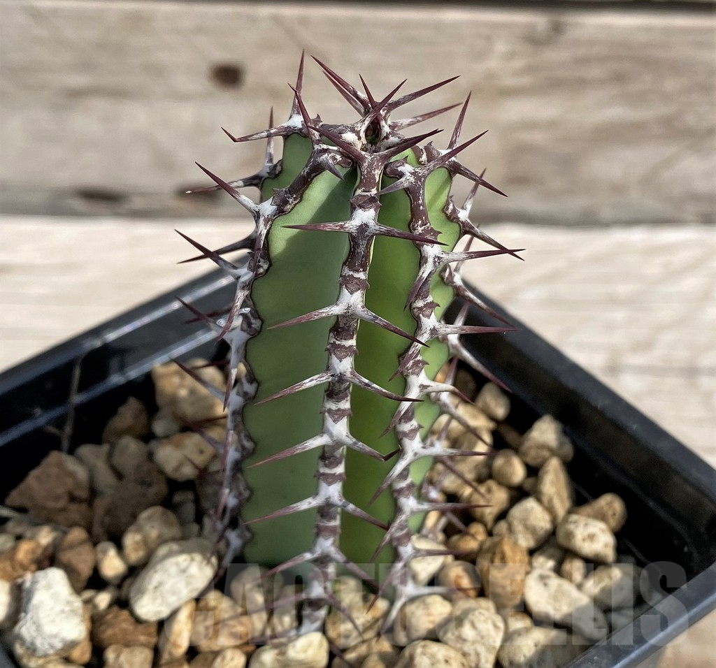 SH6147 Euphorbia tescorum PV2496, Clon4