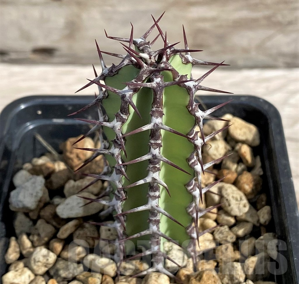 SH6147 Euphorbia tescorum PV2496, Clon4 - Image 2