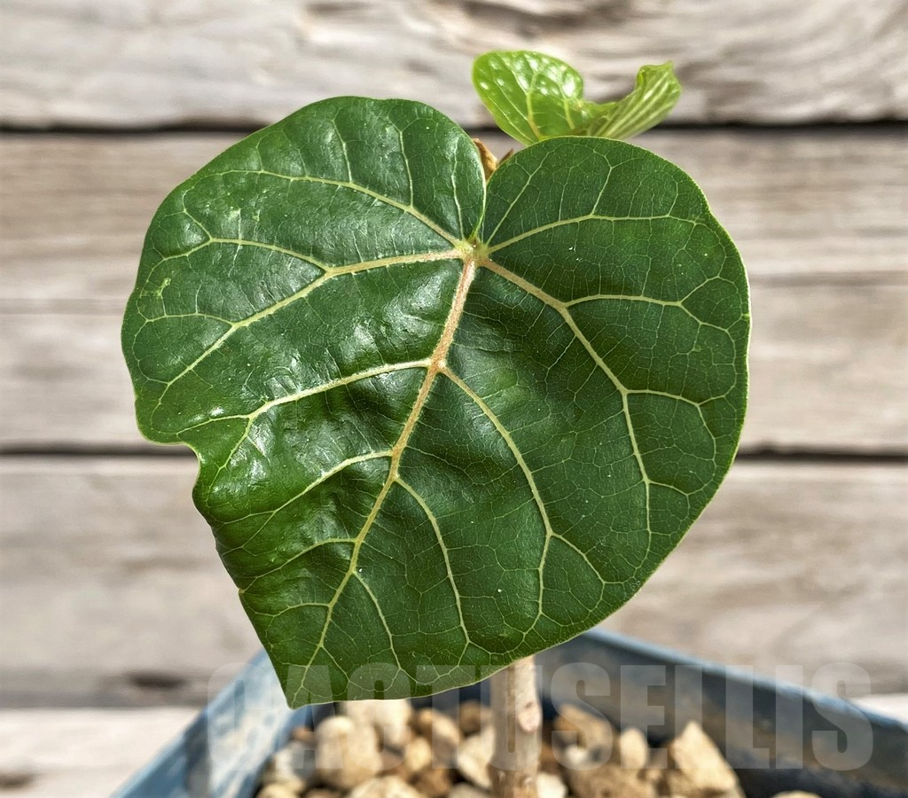 SH6150 Ficus abutilifolia