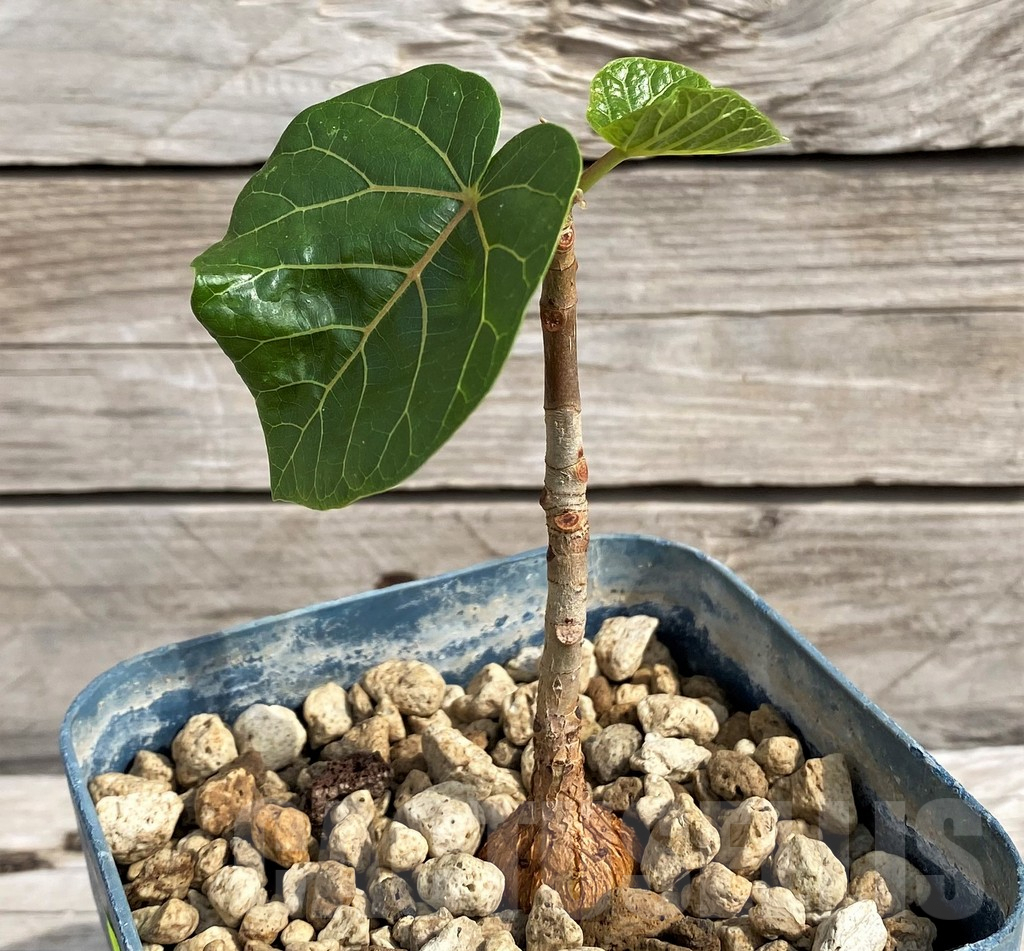SH6150 Ficus abutilifolia - Image 2