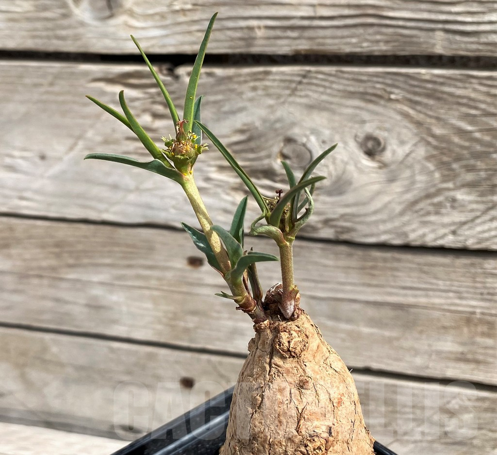 SH6151 Euphorbia trichadenia