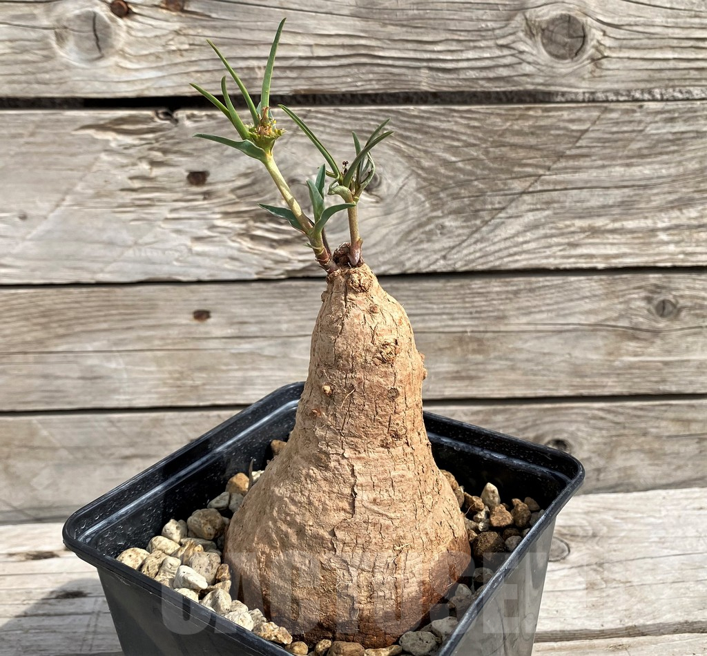 SH6151 Euphorbia trichadenia - Image 2