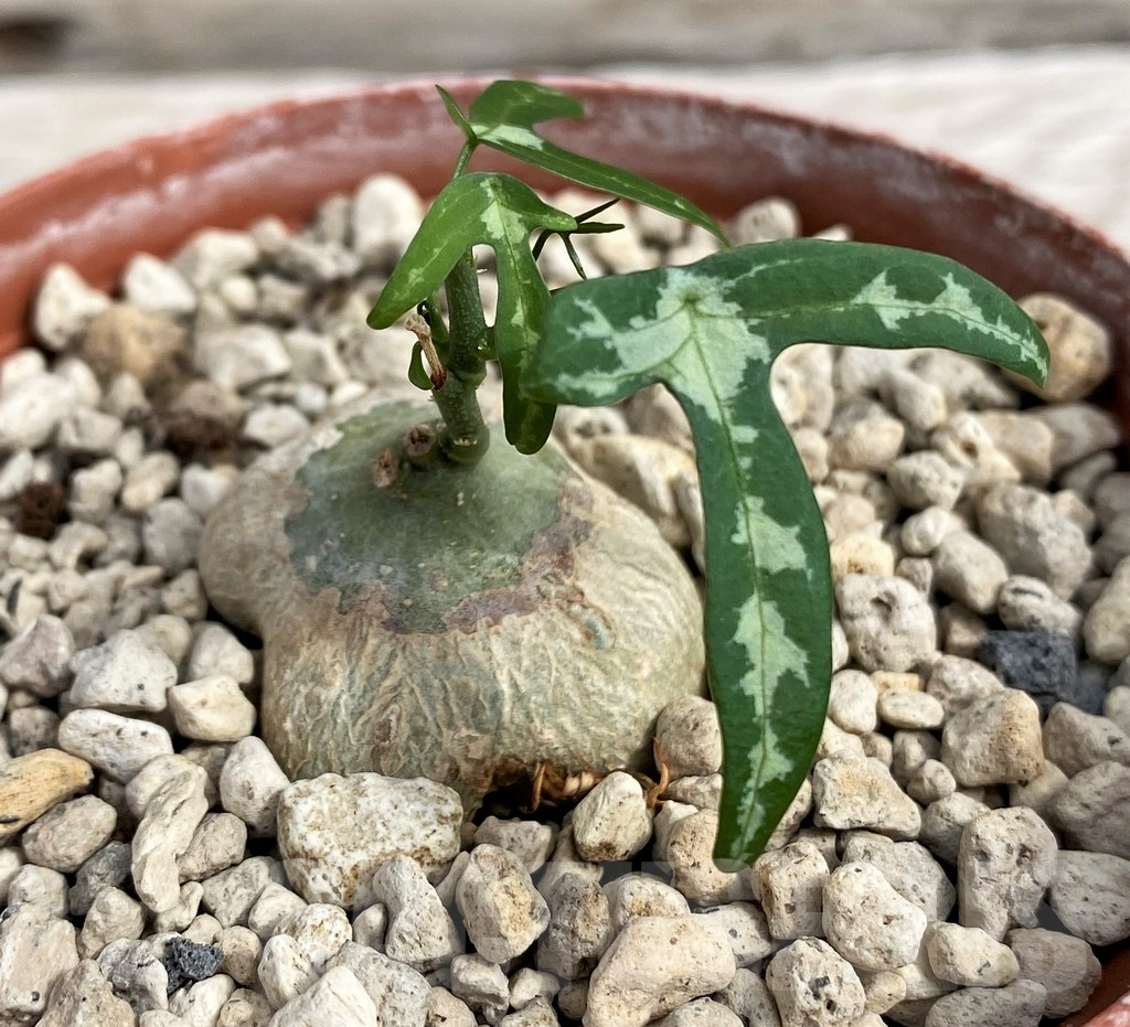 SH6158 Adenia kirkii