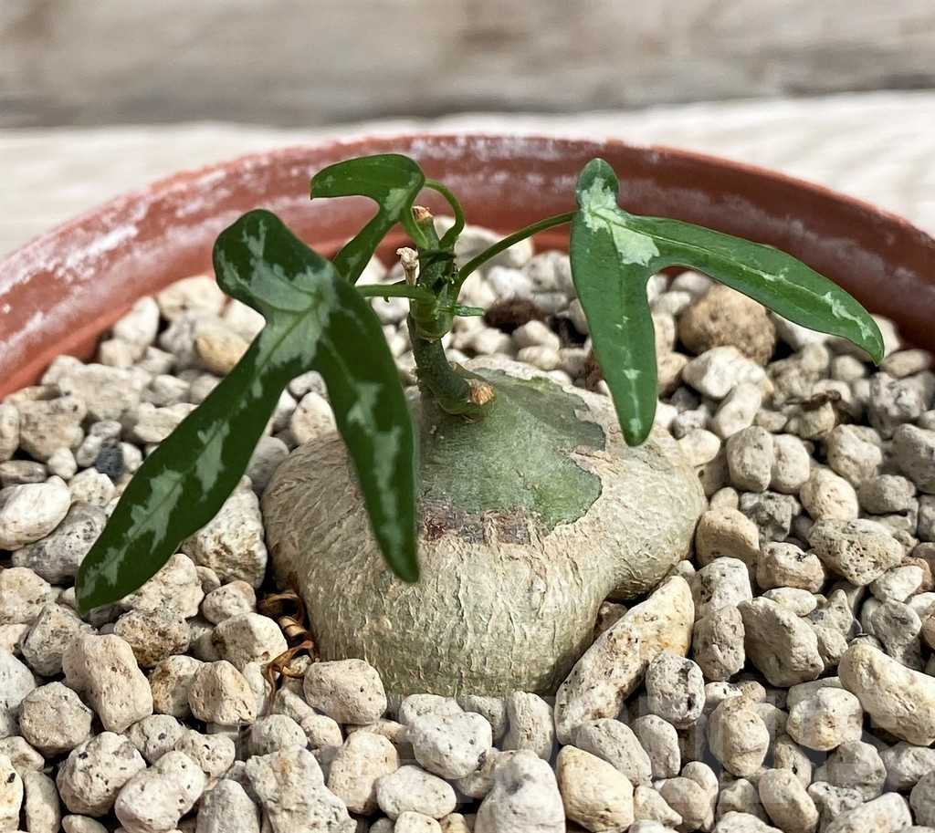 SH6158 Adenia kirkii - Image 2