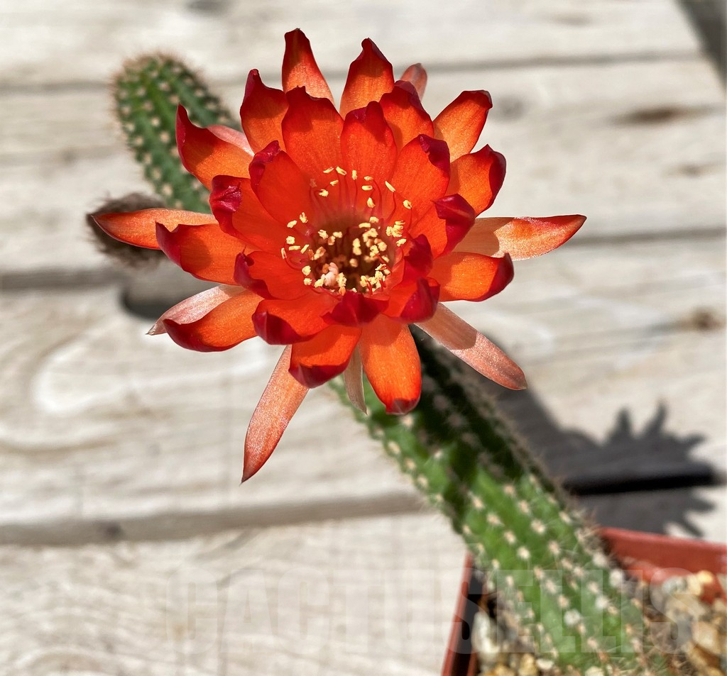 SH6104 Chamaecereus 'Lincoln Firecracker' - Image 2