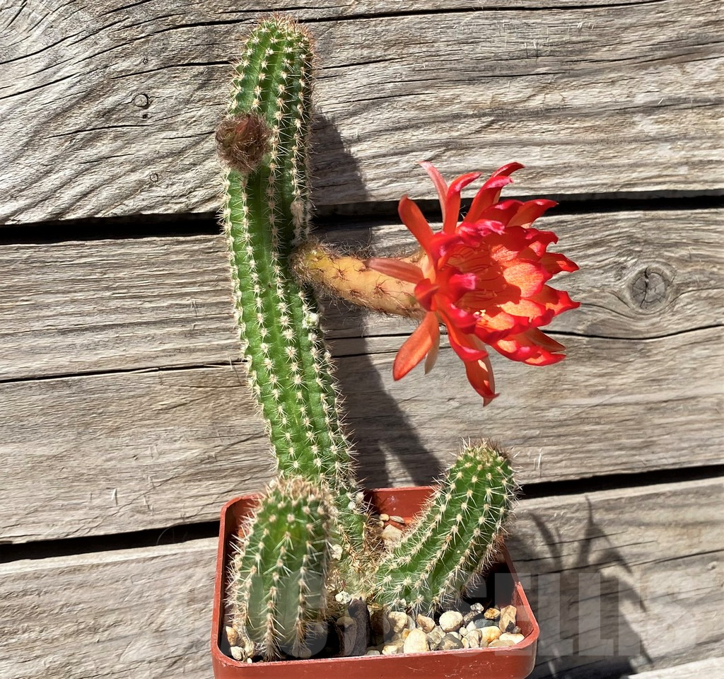 SH6104 Chamaecereus 'Lincoln Firecracker' - Image 3
