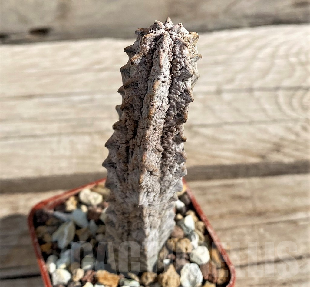 SH6117 Euphorbia abdelkuri