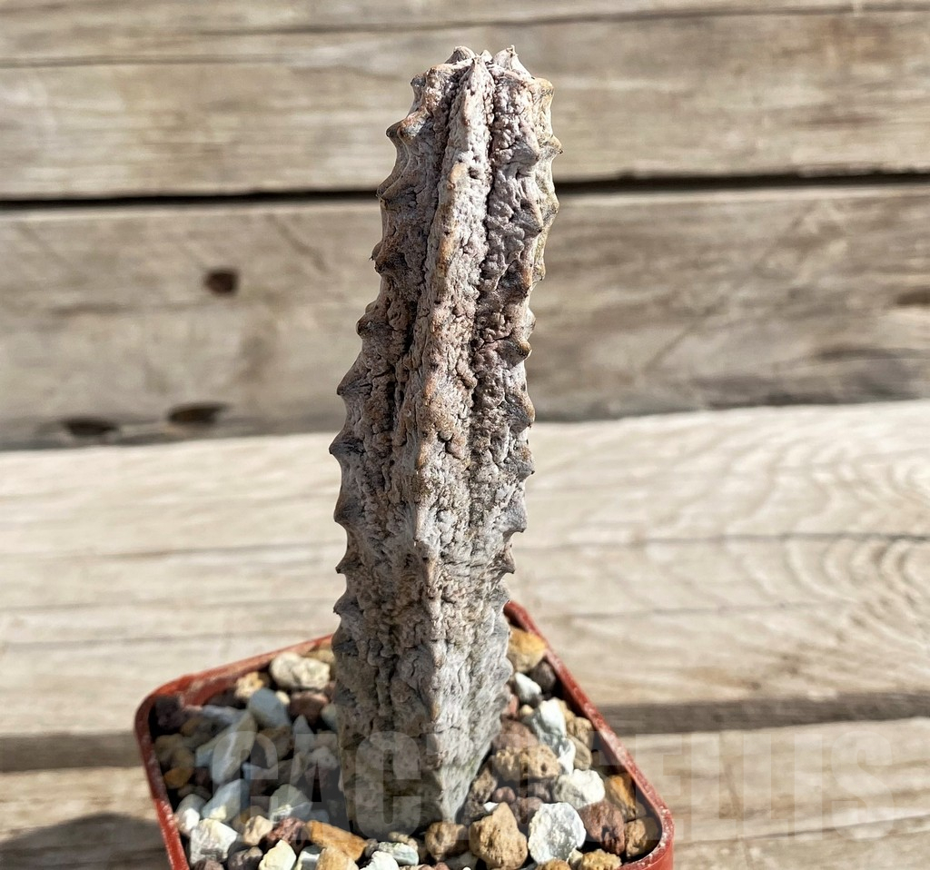 SH6117 Euphorbia abdelkuri - Image 3
