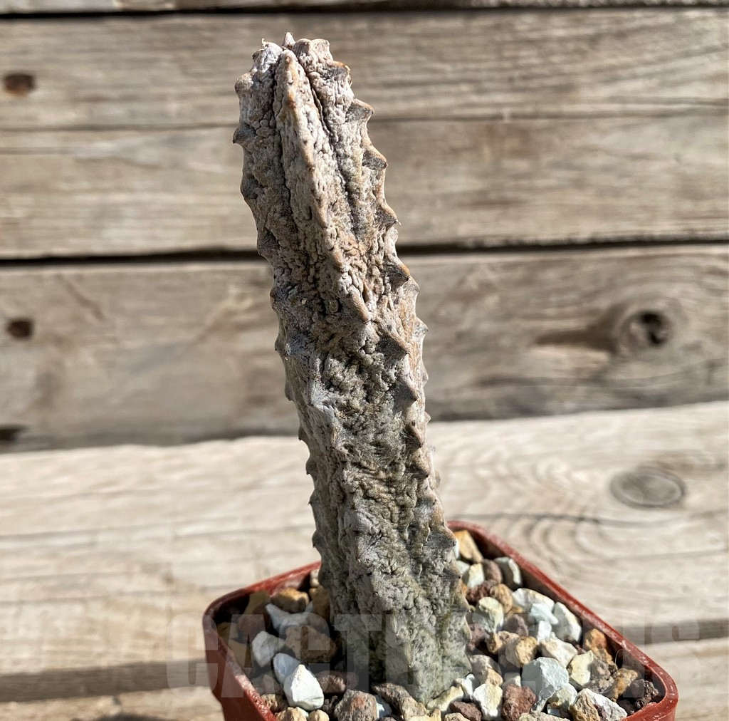 SH6117 Euphorbia abdelkuri - Image 2