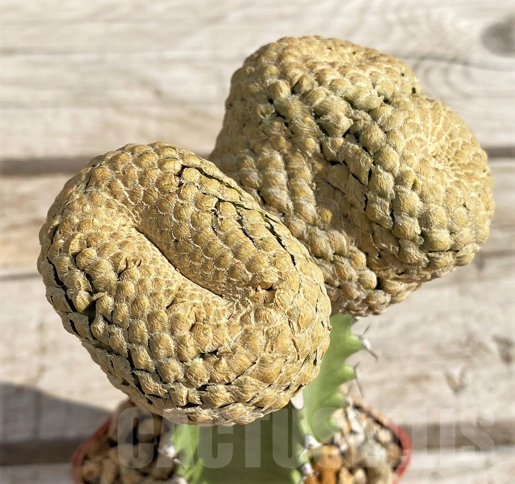 SH6119 Euphorbia piscidermis, grafted - Image 2