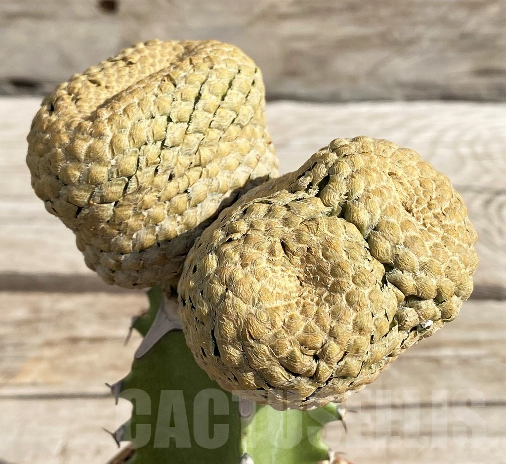 SH6119 Euphorbia piscidermis, grafted