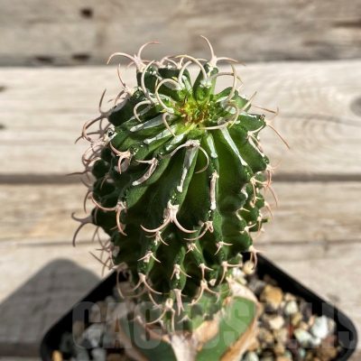 SH6131 Euphorbia columnaris, grafted