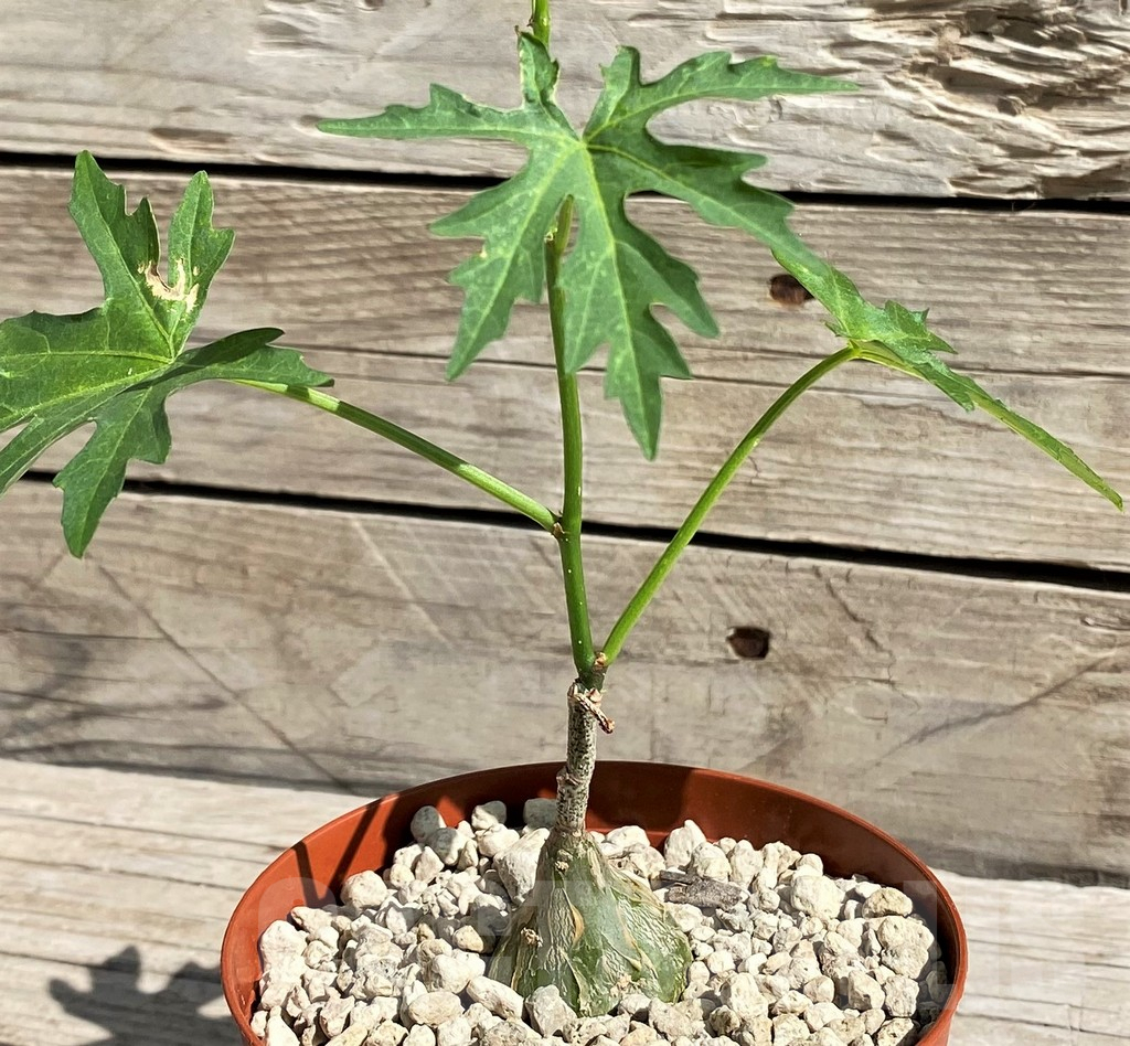 SH6376 Cissus tuberosus - Image 2