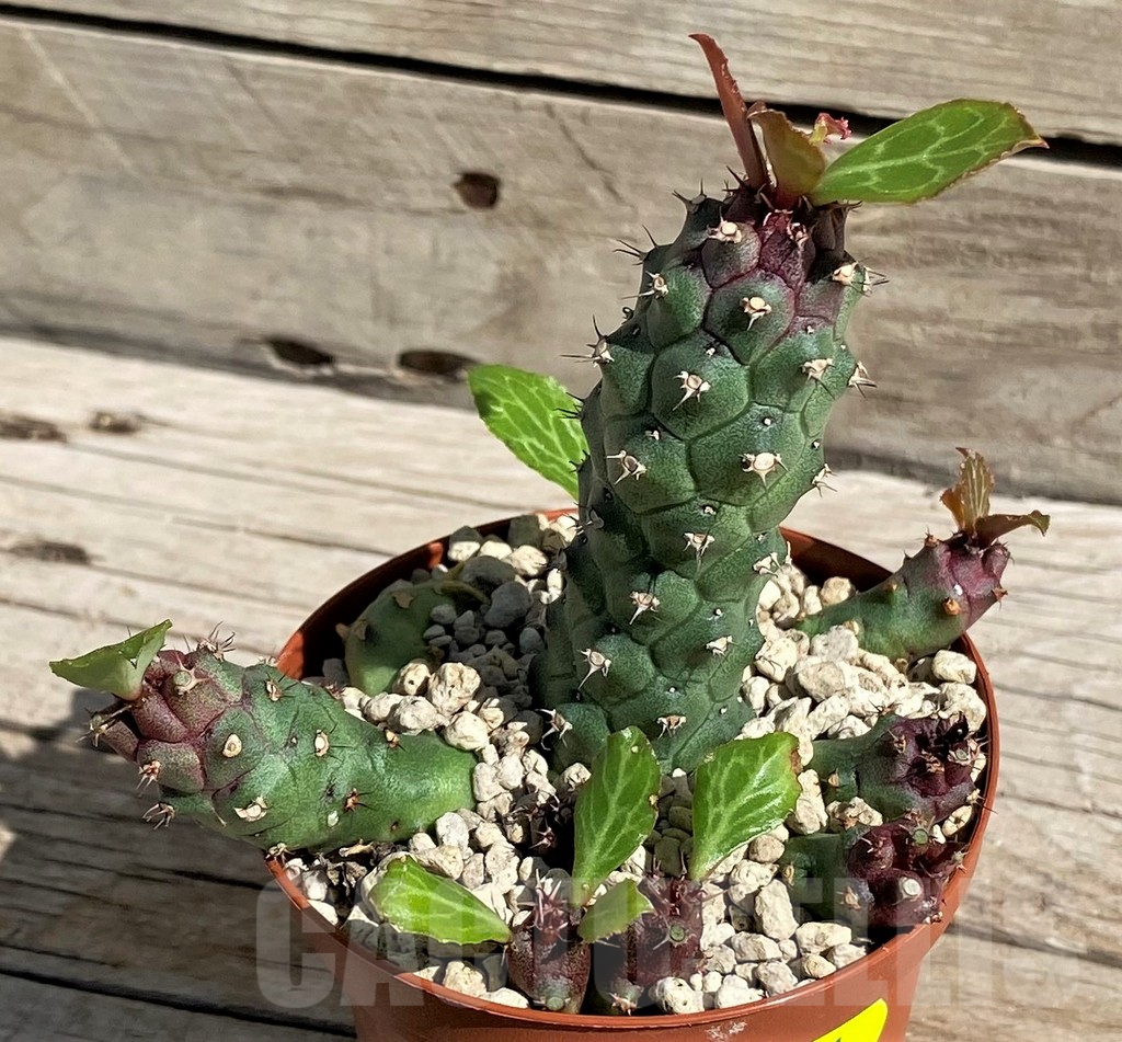 SH6381 Monadenium ritchiei v. marsabitense