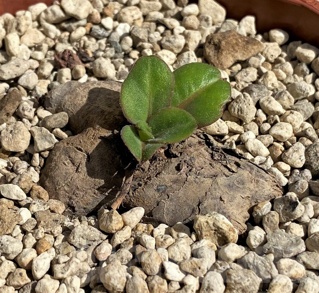 SH6393 Aeollanthus subacaulis, light green