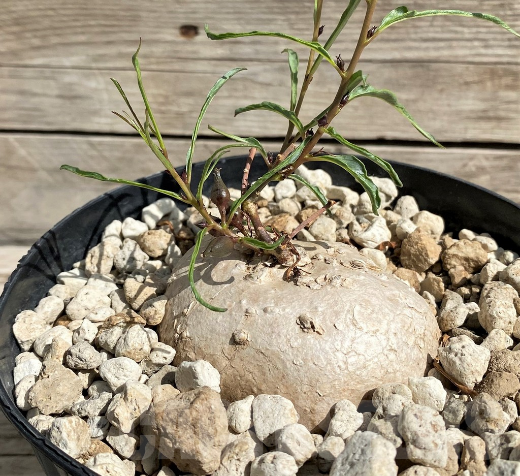 SH6398 Ipomoea bolusii